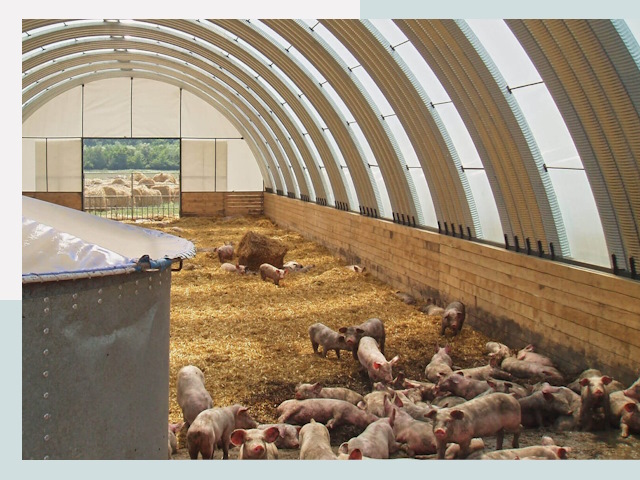 Строительство свинарников в Фурманове